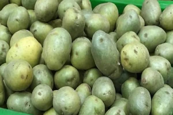 تصویر 4 از خرید سیب زمینی پوست سبز + قیمت فروش استثنایی